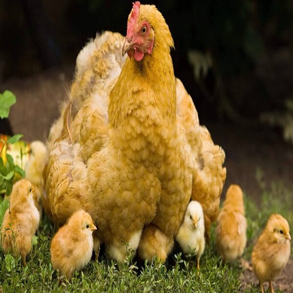 How-many-chicks-can-a-hen-have-
