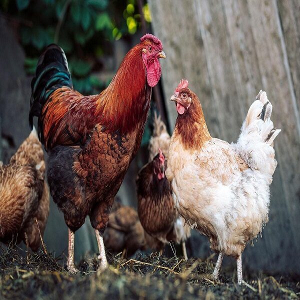 rooster-and-hen_Ihor-Berkyta_Shutterstock